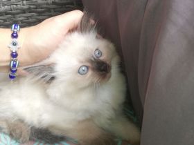 Siam mix BkH Katzen