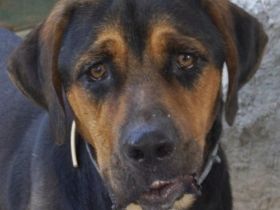 Boris, geb. ca. 06/2019, lebt in GRIECHENLAND, auf einer privaten Pflegestelle