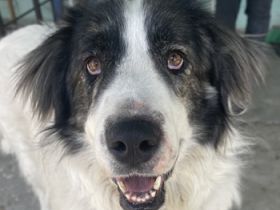 Rudolf, geb. ca. 01/2023, lebt in GRIECHENLAND, auf einer privaten Pflegestelle