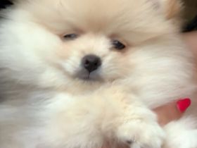 Reinrassiges Pomeranian Spitz 2 Mädchen FCI