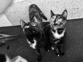 Zwei Geschwisterpaar Katzen EHK (weiblich) suchen neues liebes Zuhause 🏠