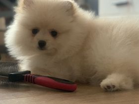 Pomeranian zwergspitz 3 monate FCI