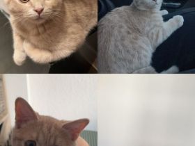Reinrassiger BKH Kater, 5 Monate Alt