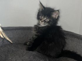 Maine Coon Kitten