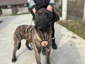 Befreist du ABU aus der Hundehölle?