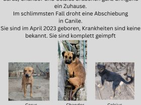 3 Brüder suchen ein Zuhause