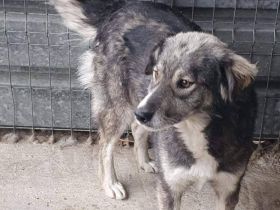 Freundliche Hündin sucht nach ihren Herzensmenschen