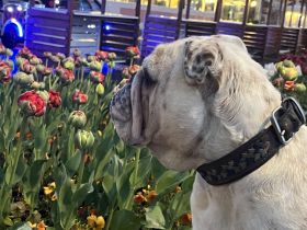 Englisch Bulldog Rüde