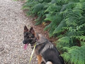 Süße Schäferhündin sucht neues Zuhause