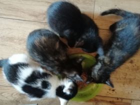 4 liebe Babykatzen abzugeben, Kätzchen, Kitten
