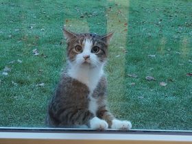 Sehr verschmuster Kater (9 JAHRE)sucht Lieblingsmenschen