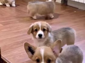 Welsh Corgi Pembroke