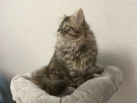 Perserkatzen zu verkaufen WEIBLICH , 800 Euro für beide insgesamt!