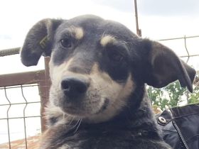 RONI  ca. 3 1/2-jährige, skeptische Hündin, ca. 47 cm, braucht etwas Zeit zum Auftauen