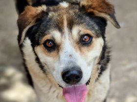 Bjarne, schon älter, ganz freundlich, sucht einen Altersruhesitz