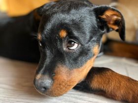 Rottweilerrüde abzugeben