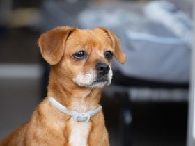 Penelope, kleine, süße Hundedame, 10 Jahre alt - Pflegestelle in 53797 Lohmar