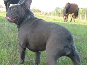 Französische Bulldogge Blaue mit Ahnentafel.
