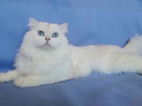 BLH Deckkater silver shell mit Stammbaum