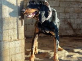 Rüde Günni / kastriert / derzeit noch in Griechenland