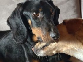 Rüde Günni / kastriert / in 86447 Todtenweis (Bayern)