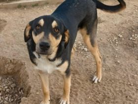 Jungdhund Cosmo / männlich / noch in Griechenland