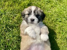 Coton de Tuléar / Havaneser Welpen