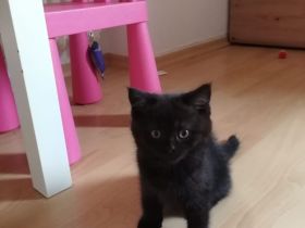 BKH Kitten suchen ein Zuhause