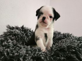 Mopswelpen abgabebereit