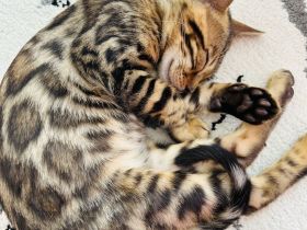 Reinrassige Bengal Kitte