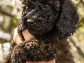 Super erzogene Zwergpudel Welpen suchen ihr Zuhause