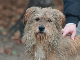 Boomer - sucht erfahrene Hütehund-Menschen