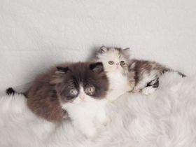 Reinrassige Perserkater mit Stammbaum