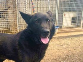 Elvis - sucht ein Zuhause als Prinz