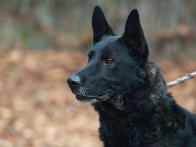 Elvis - sucht ein Zuhause als Prinz