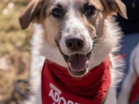 Kuschelbär Quninny sucht seine Familie