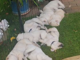 Wir haben wunderschöne reinrassige Golden Retriever Welpen, unsere Welpen sind jetzt alle vergeben