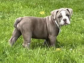 Old englisch Bulldog, OEB Welpen