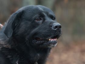 Leo - ist ein toller Type und sucht hundeerfahrene Leute aufgrund seiner Statur