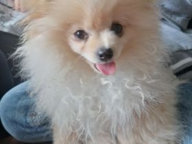 pomeranian