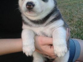 Siberian Husky Welpen