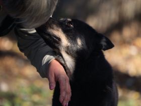 Wolf - braucht hundeerfahrene Menschen