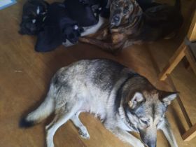 kunterbunte Rasselbande sucht liebevolle Familien