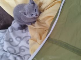 Russisch Blau Kitten