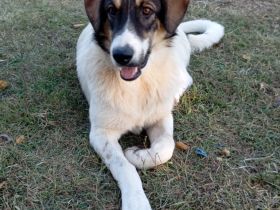 Junghund Russel / männlich / derzeit in Griechenland