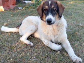 Junghund Russel / männlich / derzeit in Griechenland