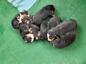 Reinrassige Bernersennenhundwelpen mit Papiere zu verkaufen