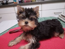 Kleine reinrassige Yorkshire-Terrier -Hündin in liebevolle Hände abzugeben