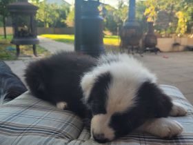 Australian Shepherd Welpen