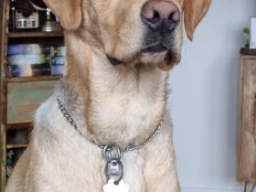 Labrador Retriever Deckrüde